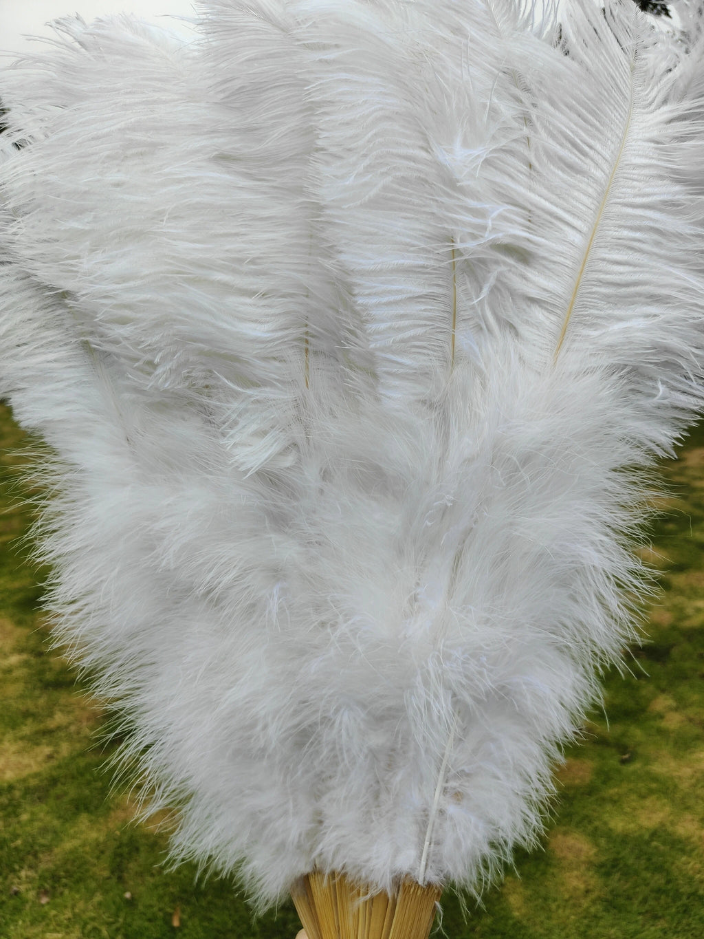 Ostrich Feather Fan | Stage & Performance | 100cm & 130cm | 19 Colors