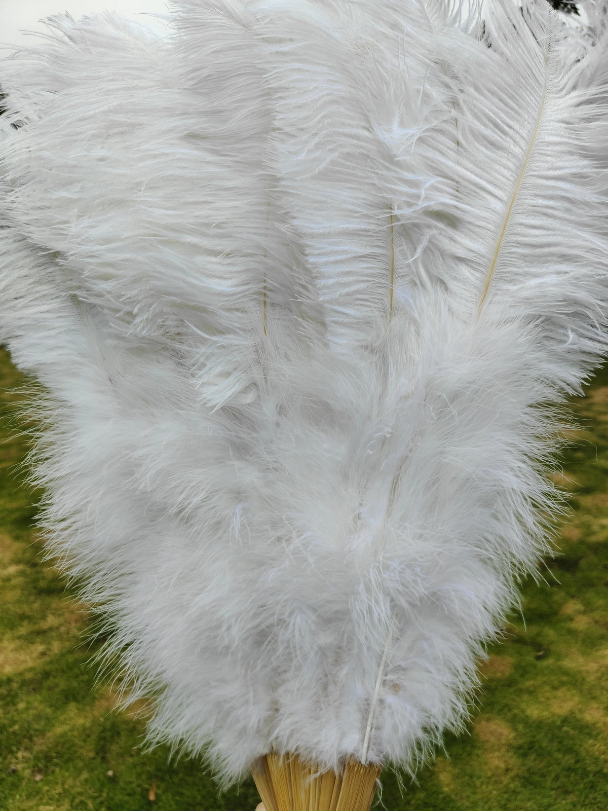 Ostrich Feather Fan | Stage & Performance | 100cm & 130cm | 19 Colors